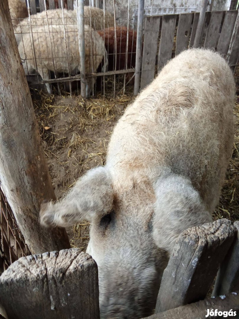 Mangalica vemhes koca eladó