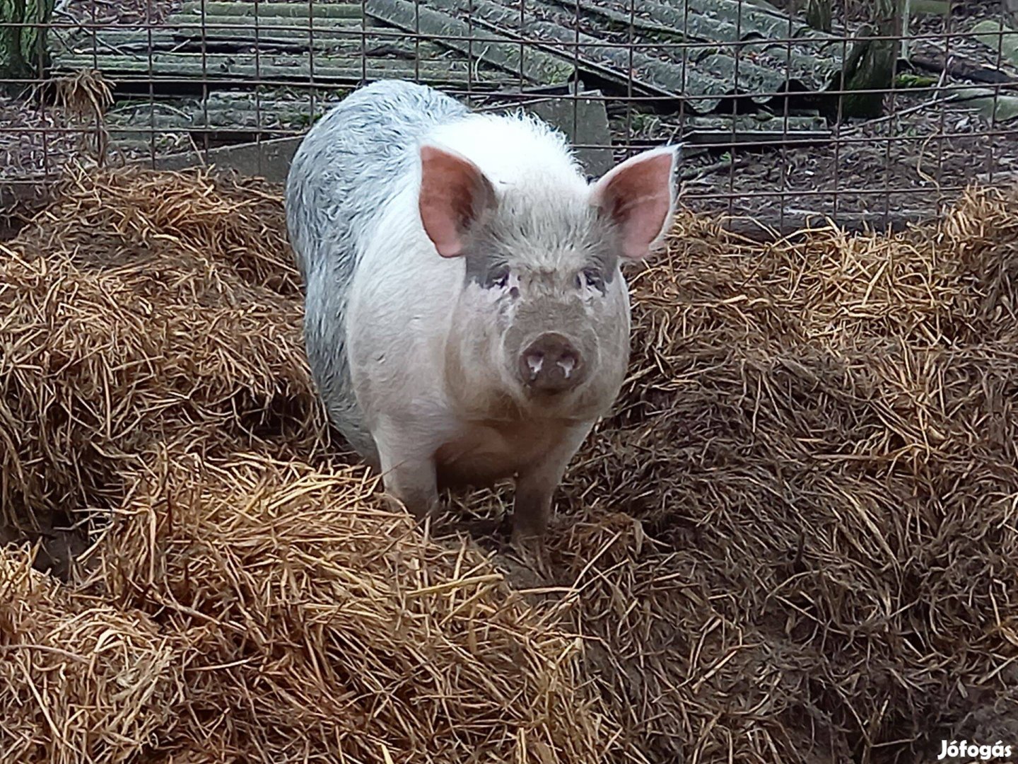 Mangalica vietnámi keverék koca