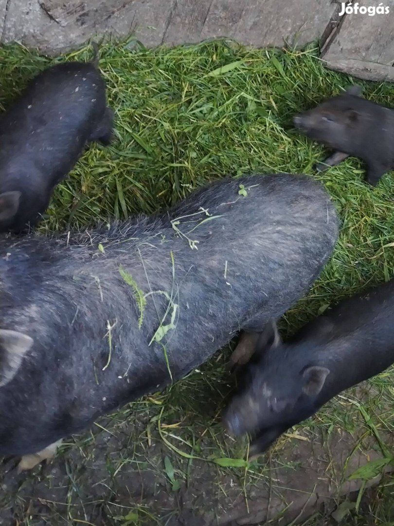 Mangalica vietnámi keverék malacok