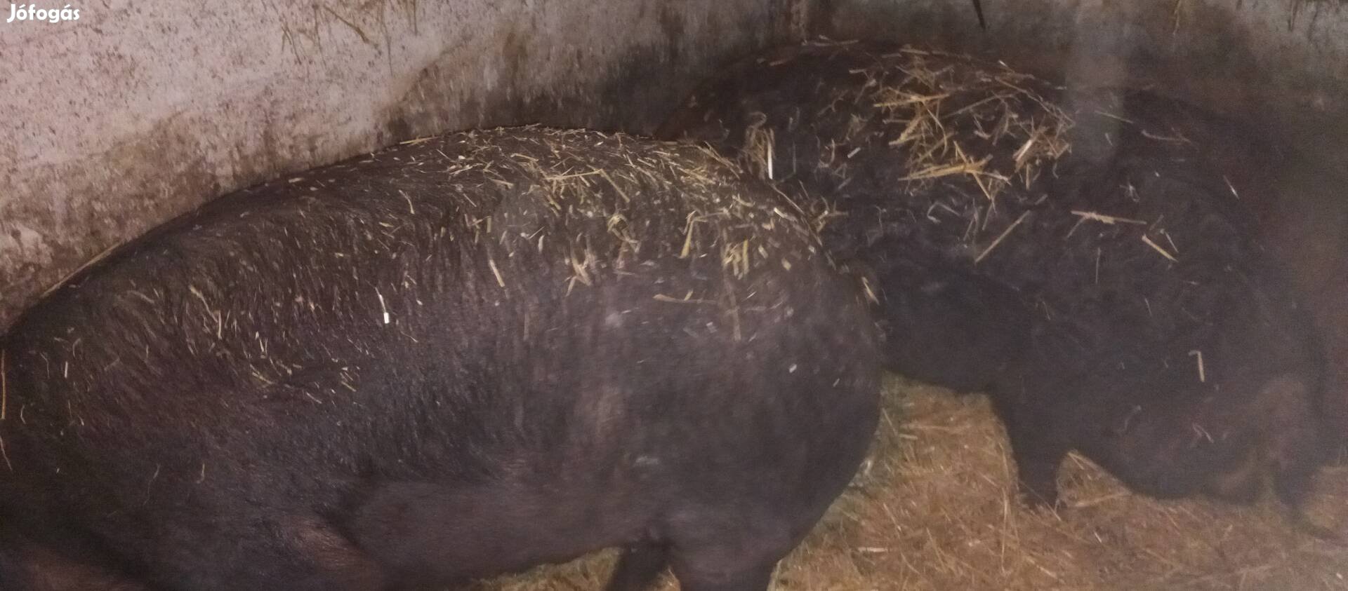 Mangalica x Duroc hízó eladó!