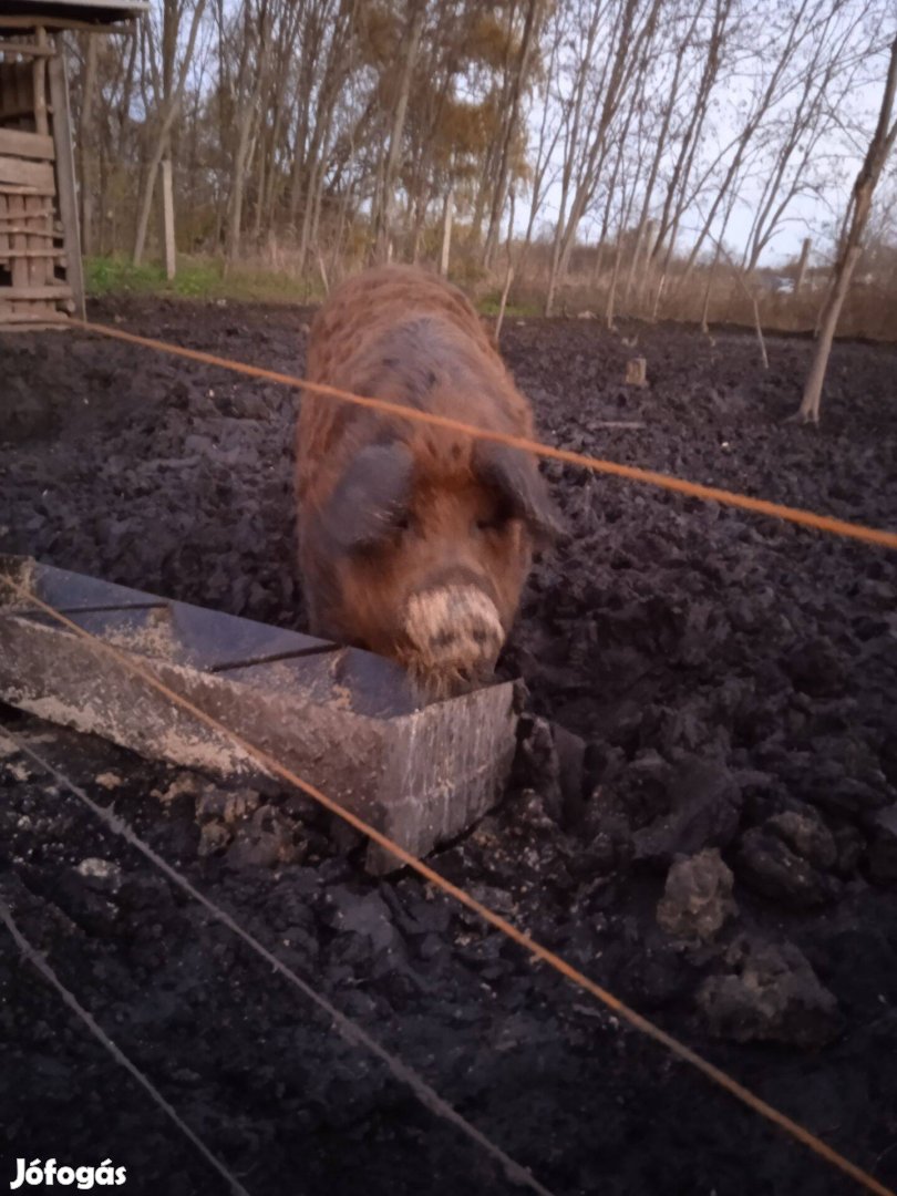 Mangalica x Durok