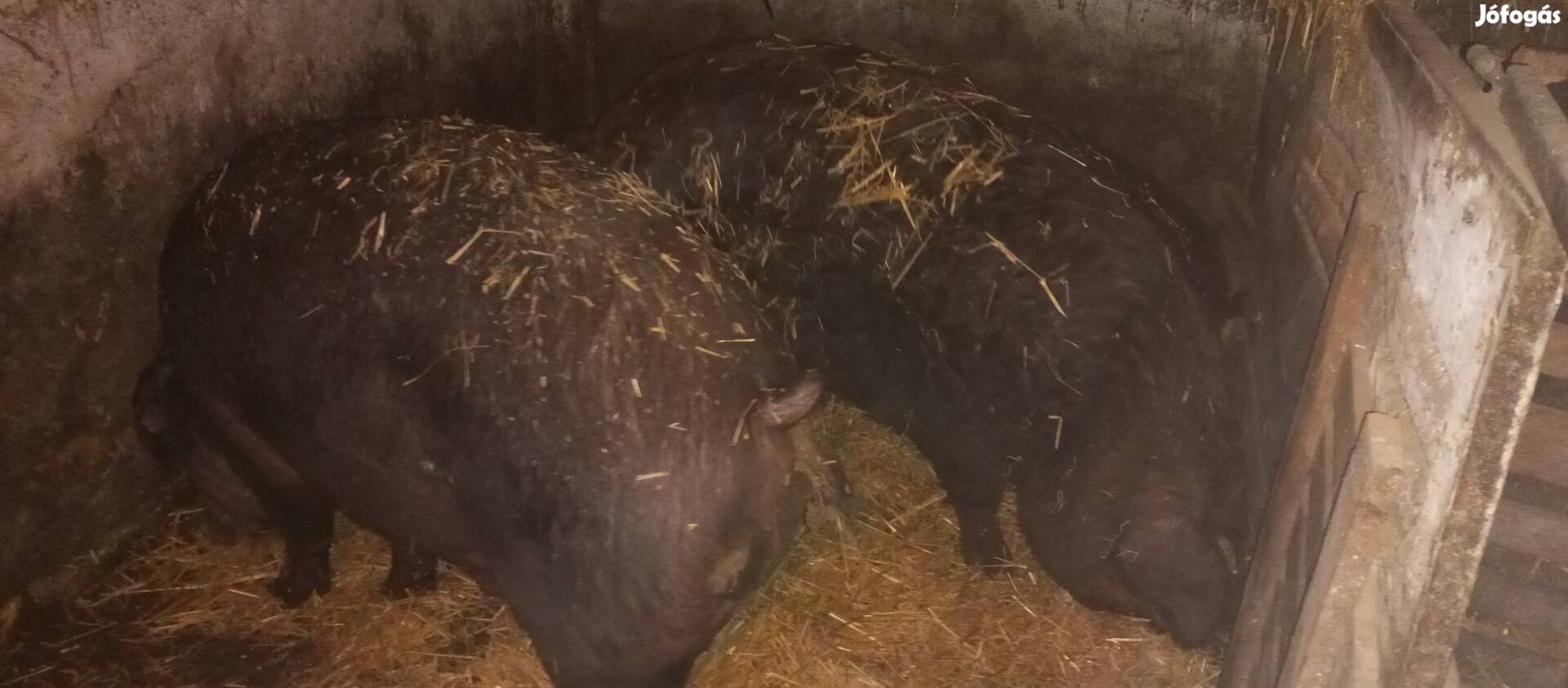 Mangalica x Durok hízók eladók!