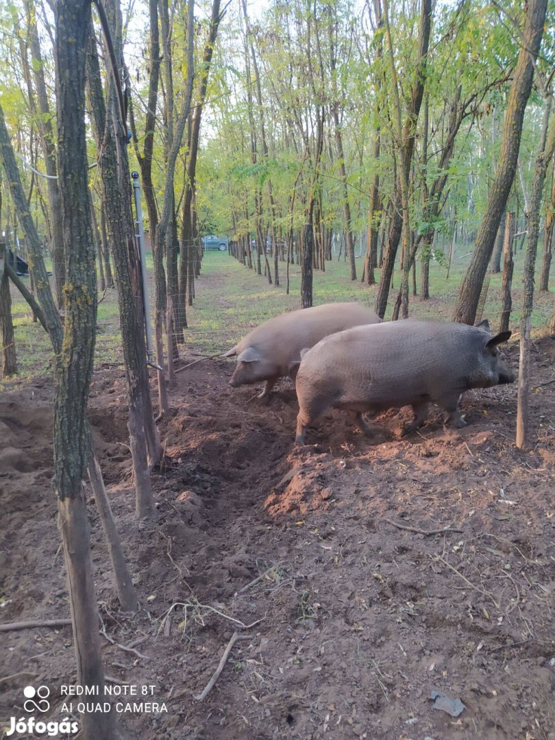 Mangalica x duroc hízók