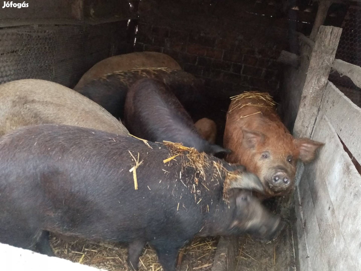 Mangalica x duroc hízók 