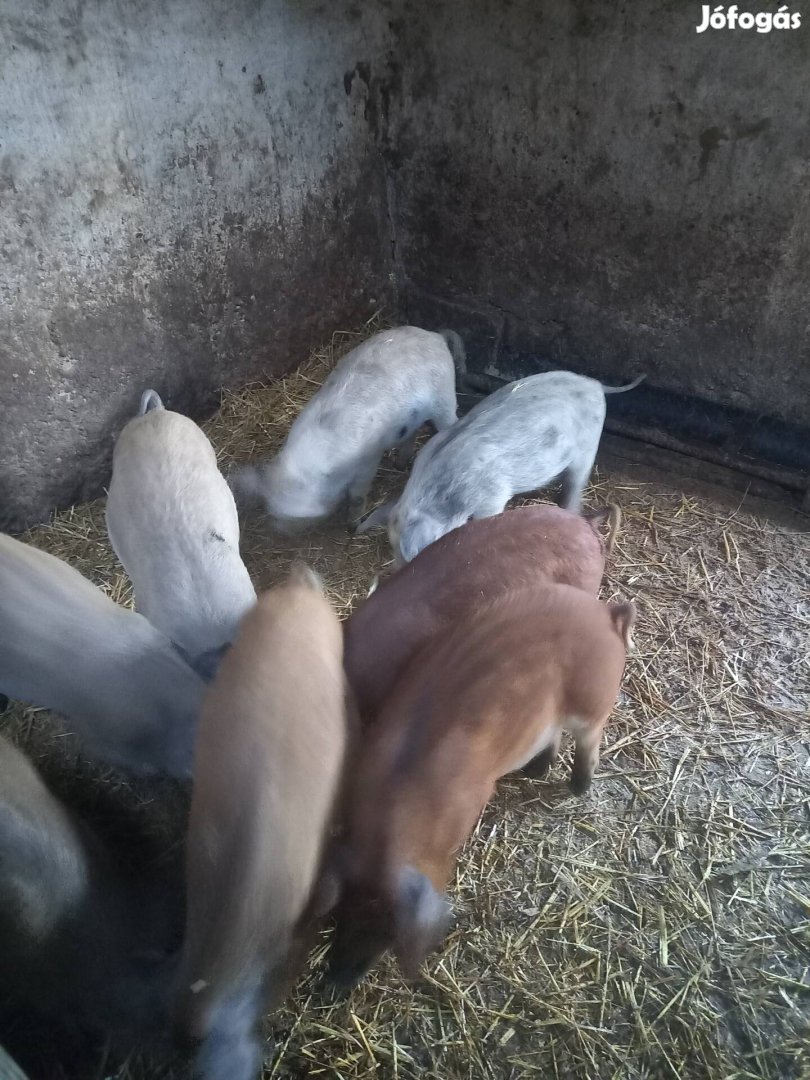 Mangalica x duroc malacok