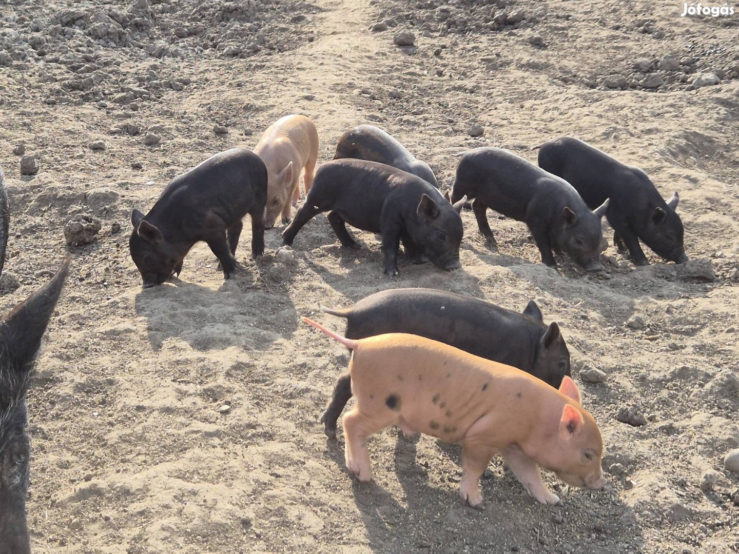 Mangalica x durok x vietnámi mix malacok