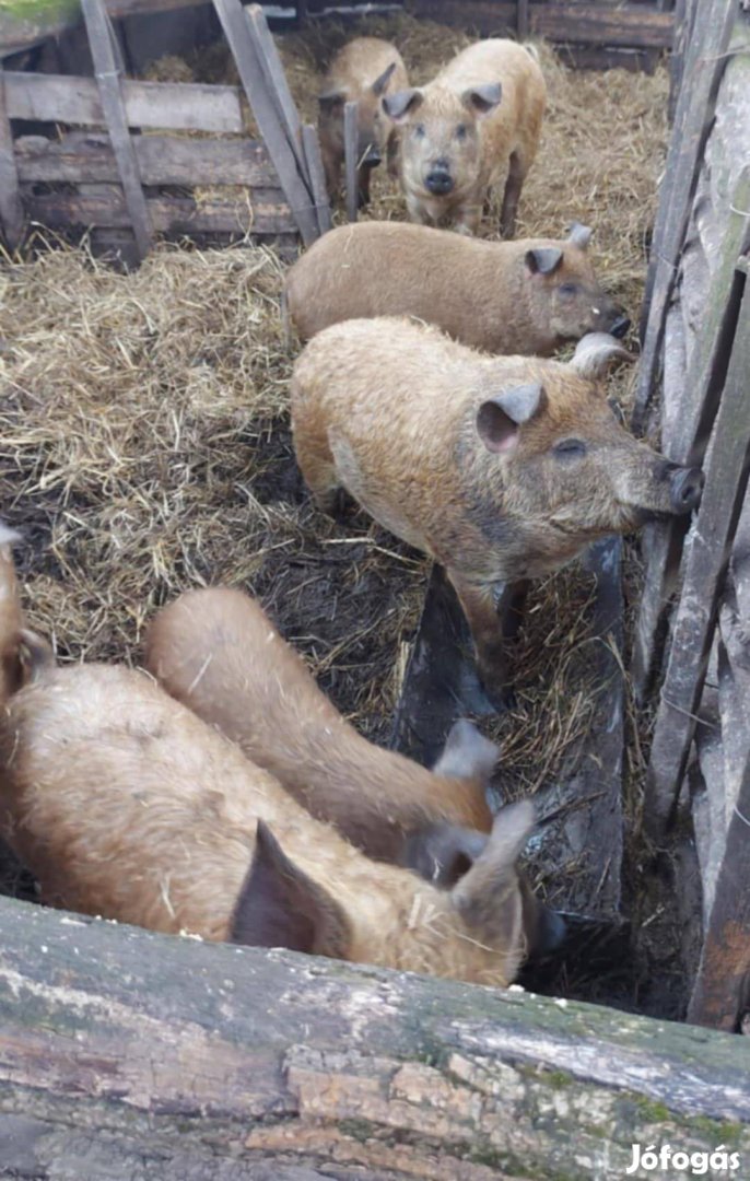 Mangalicaxduroc süldők eladók