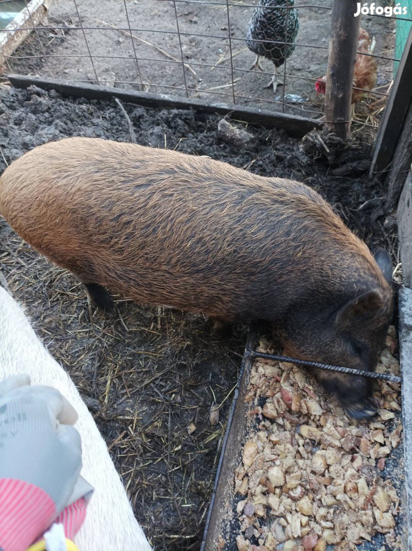 Mangaluca csüngő keverék emse