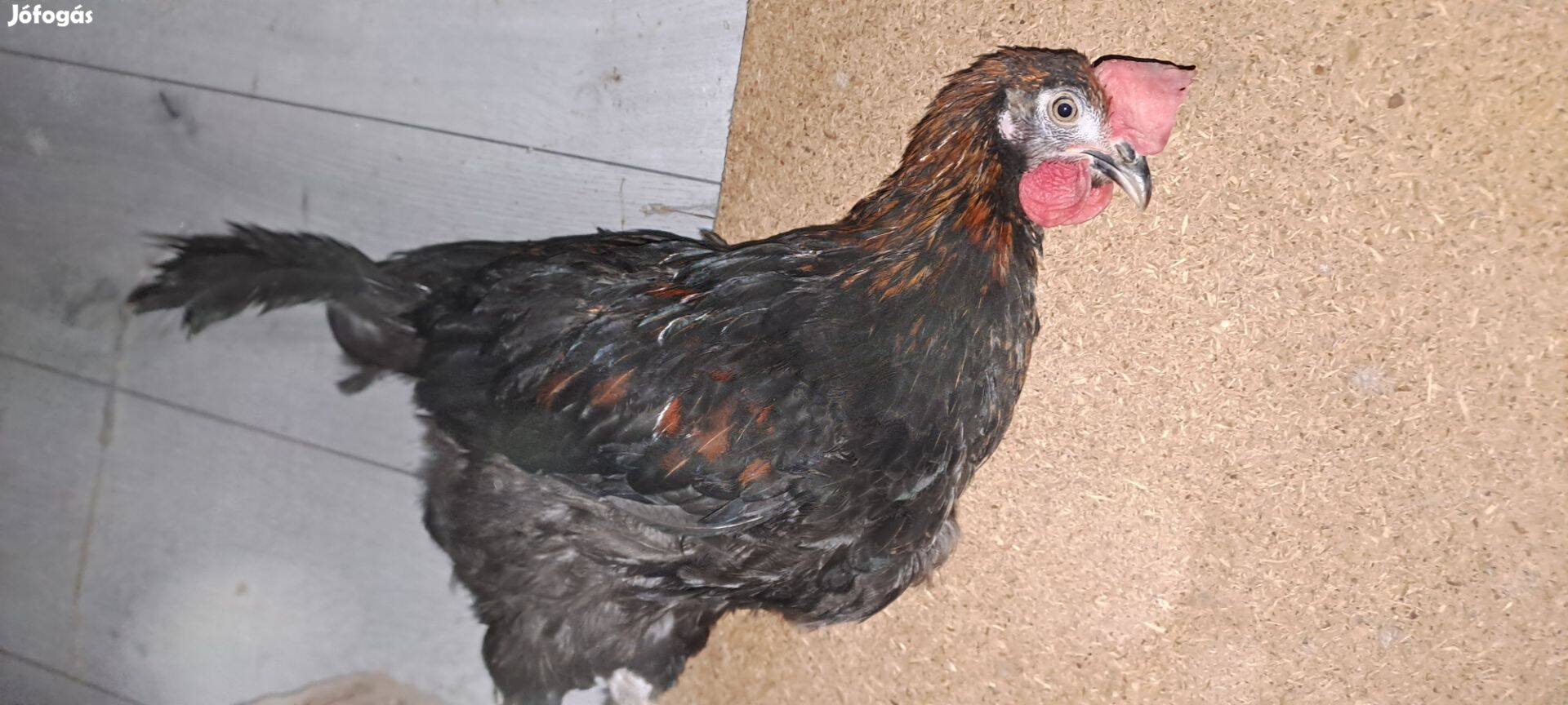 Marans eladó