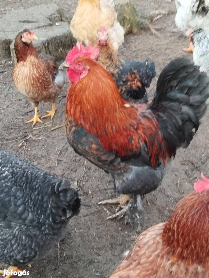 Marans kakas