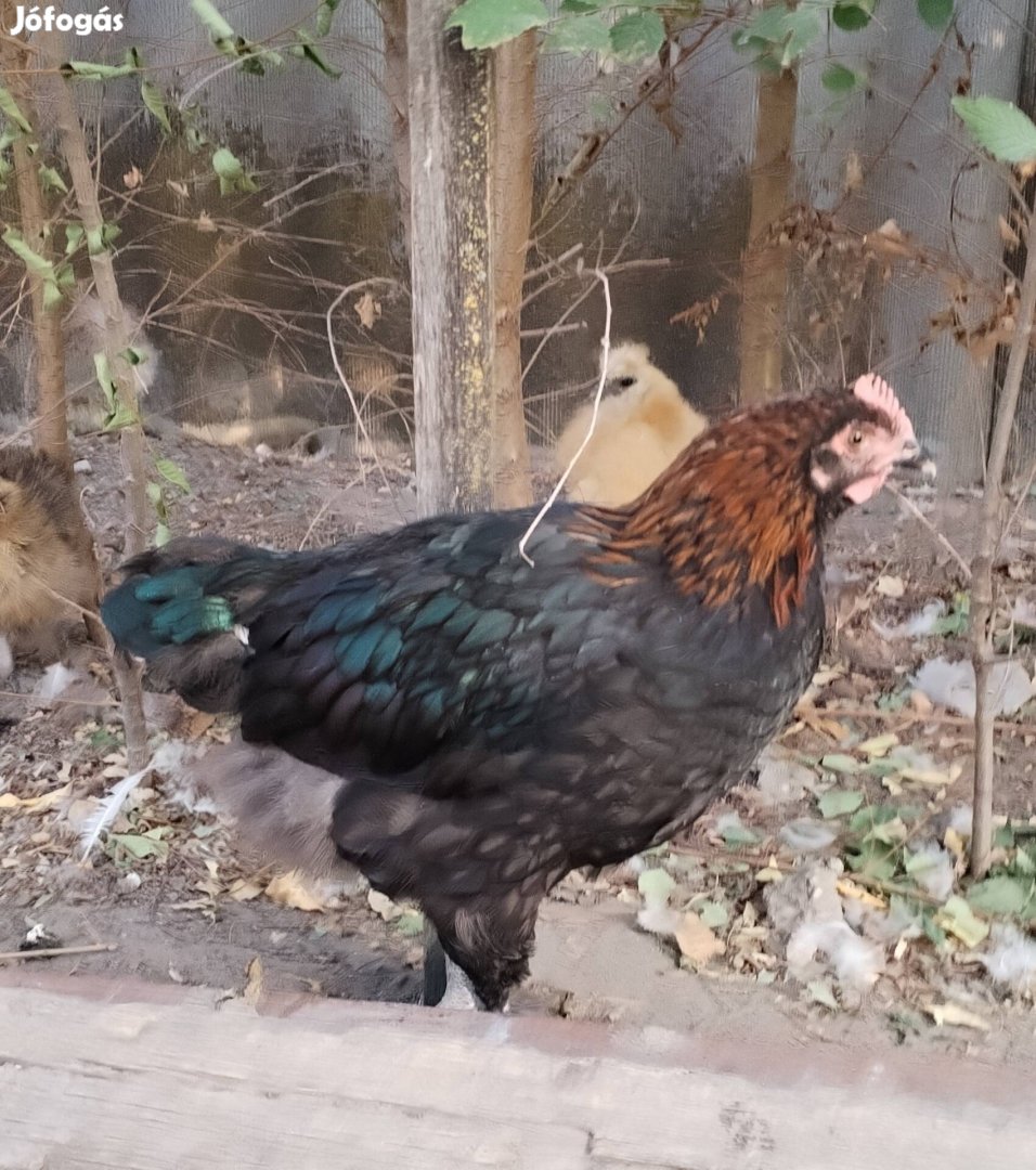 Marans kakas 