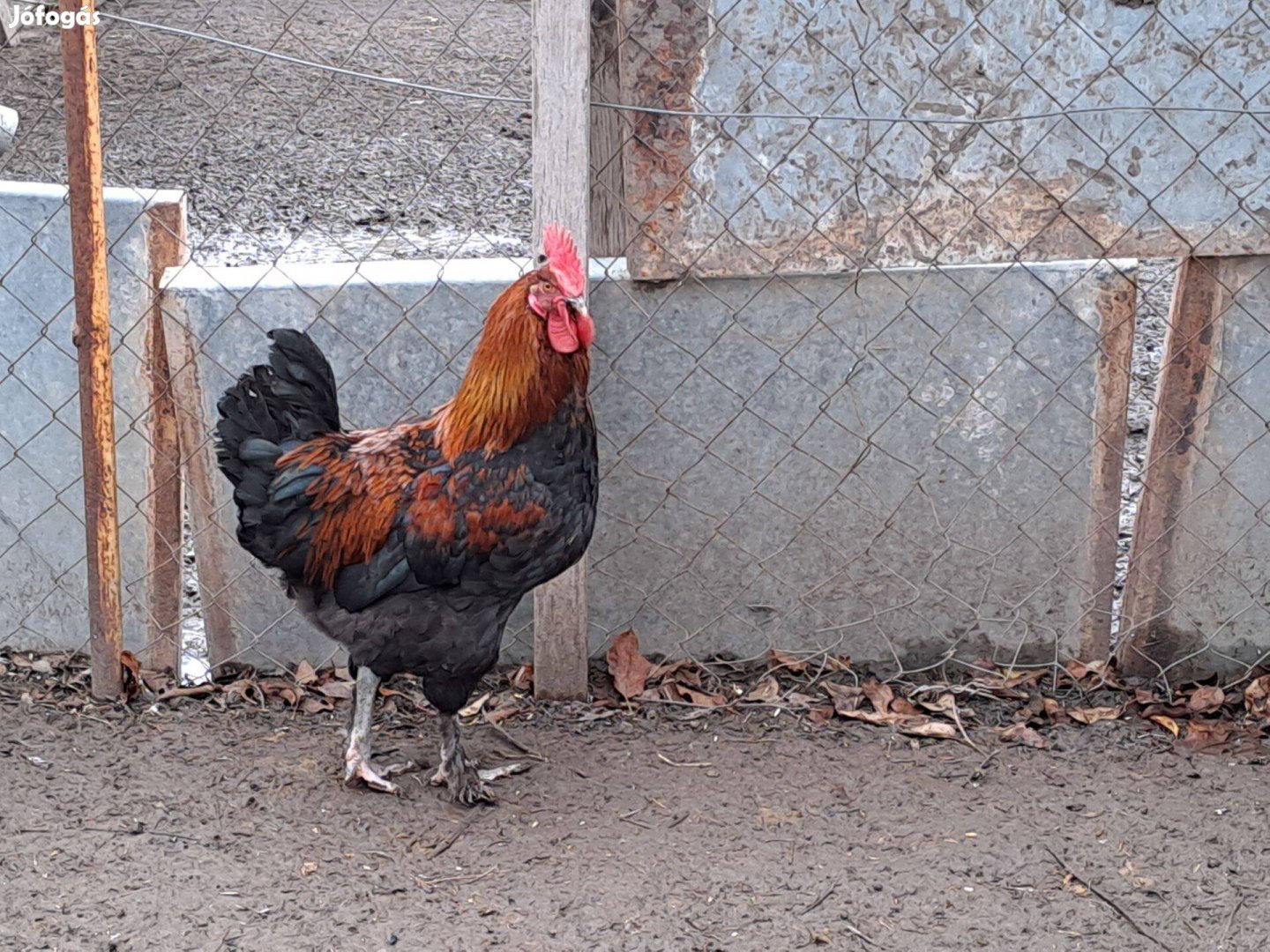 Marans kakas eladó