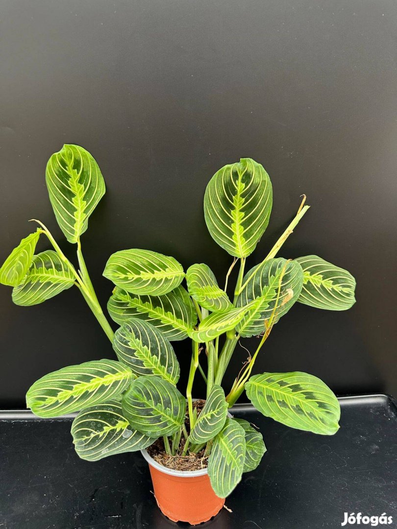 Maranta Lemon Lime