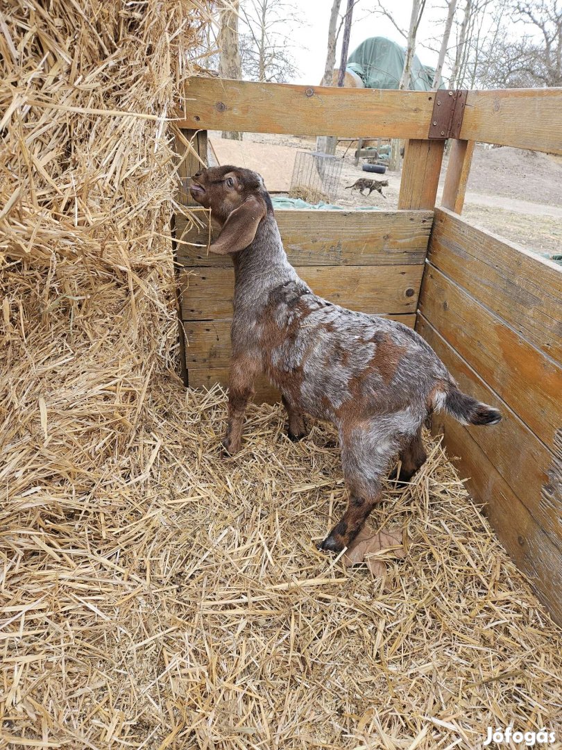 Márványos núbiai kiskecskék eladók