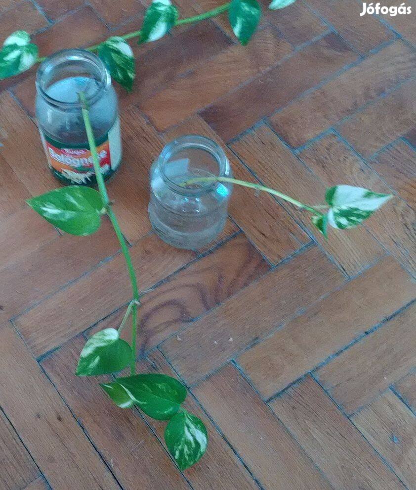 Márványos szobai futóka Epipremnum aureum szobanövény