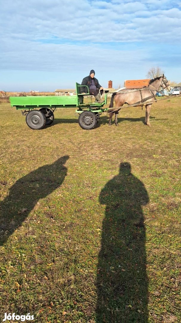 Más helyre költözne lipicai félvér csikó 