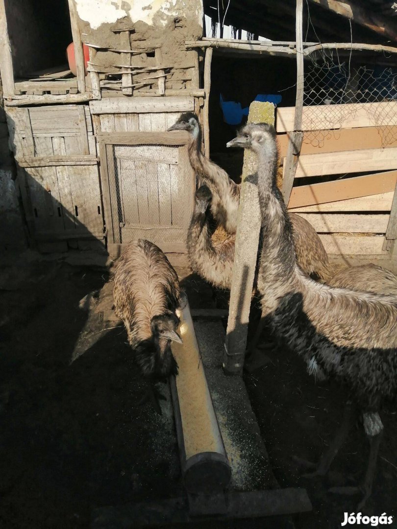 Másfél éves Emu