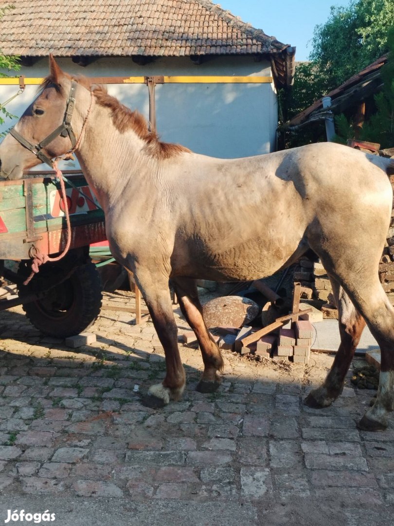 Másfél éves csődör csikó cserélhető idősebb ló érdekel   