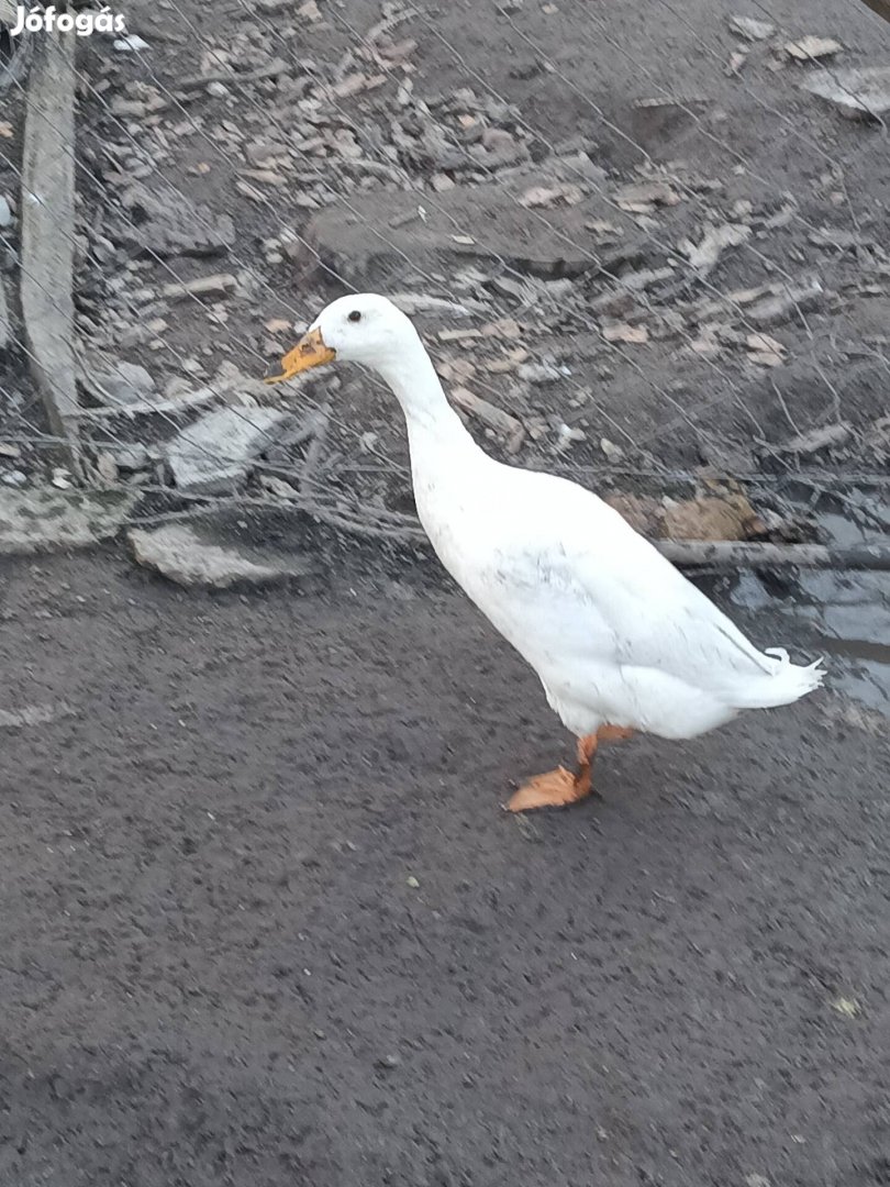 Másfél éves futókacsa hím eladó
