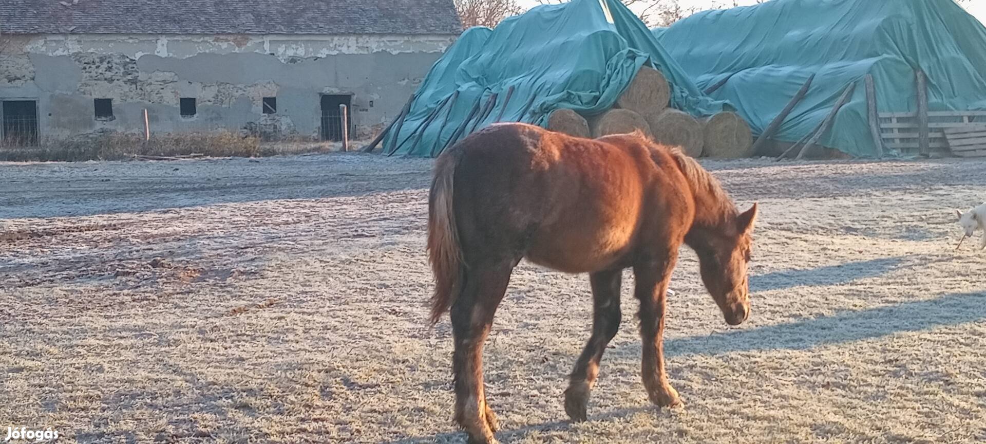 Másho vágtázna egy csödör csiko 