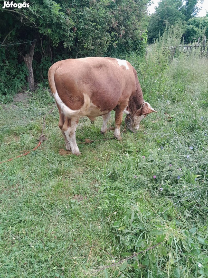 Máshol legelne bika borju