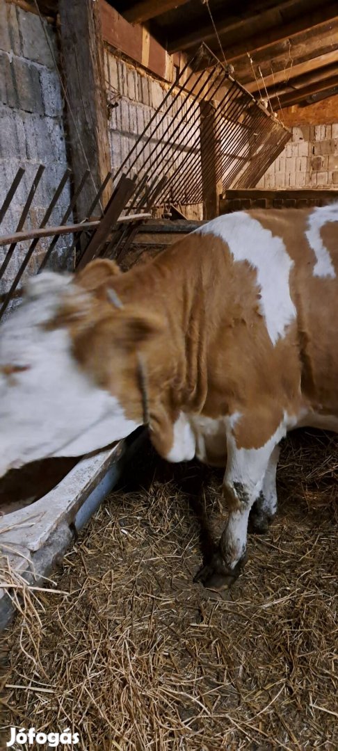 Második boraival vemhes MT tehén eladó