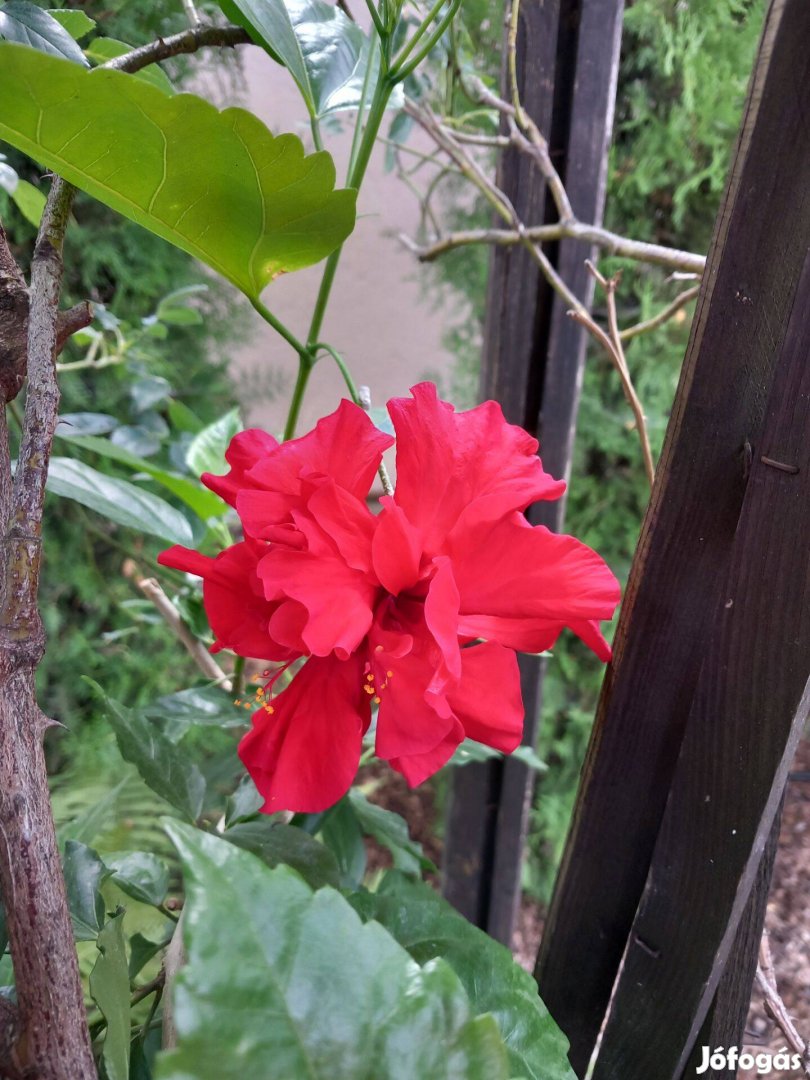 Masszív cserepes Hibiszkusz 40cm-es bokros