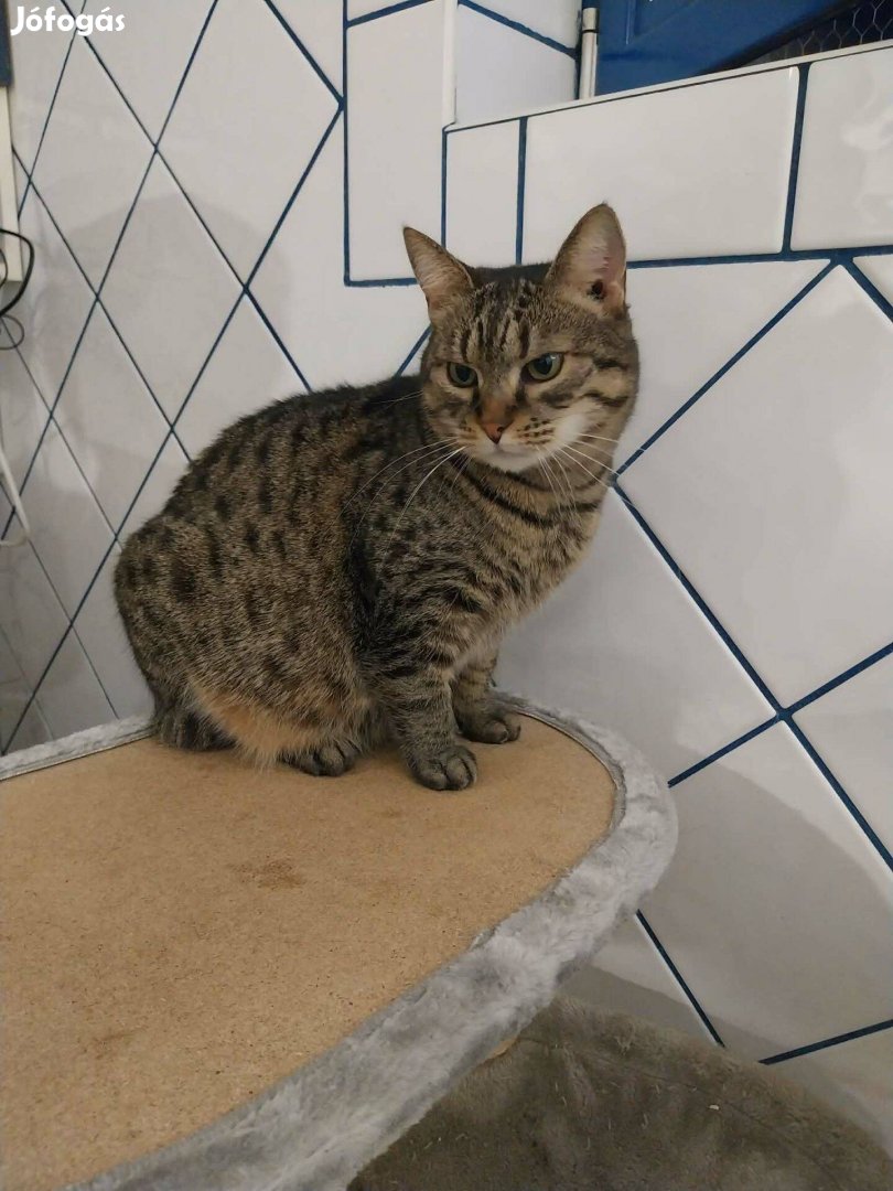 Maszat cica vagyok, örökbefogadó gazdit keresek ingyenesen