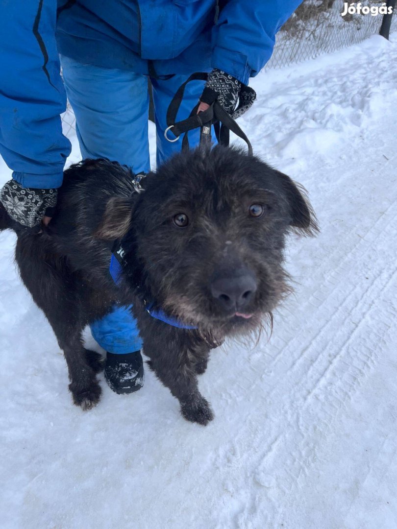 Matrica gazdit keres