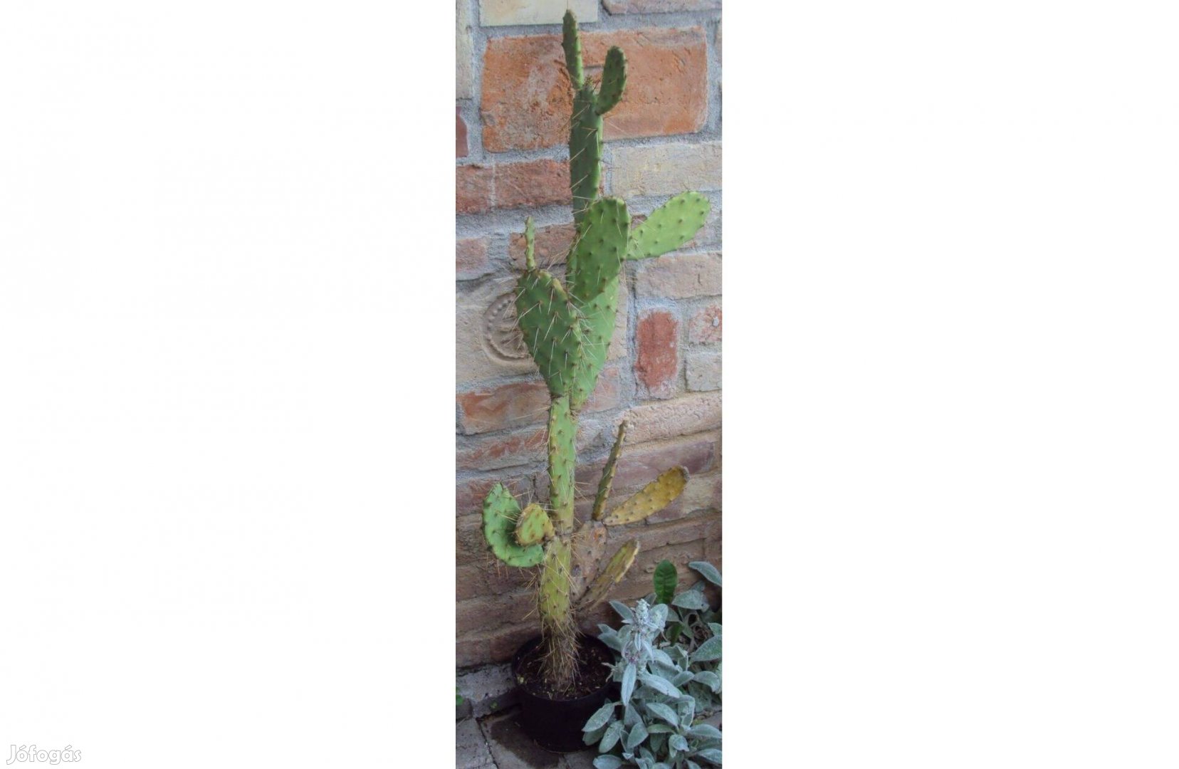 Medvetalp kaktusz - Opuntia 90 cm