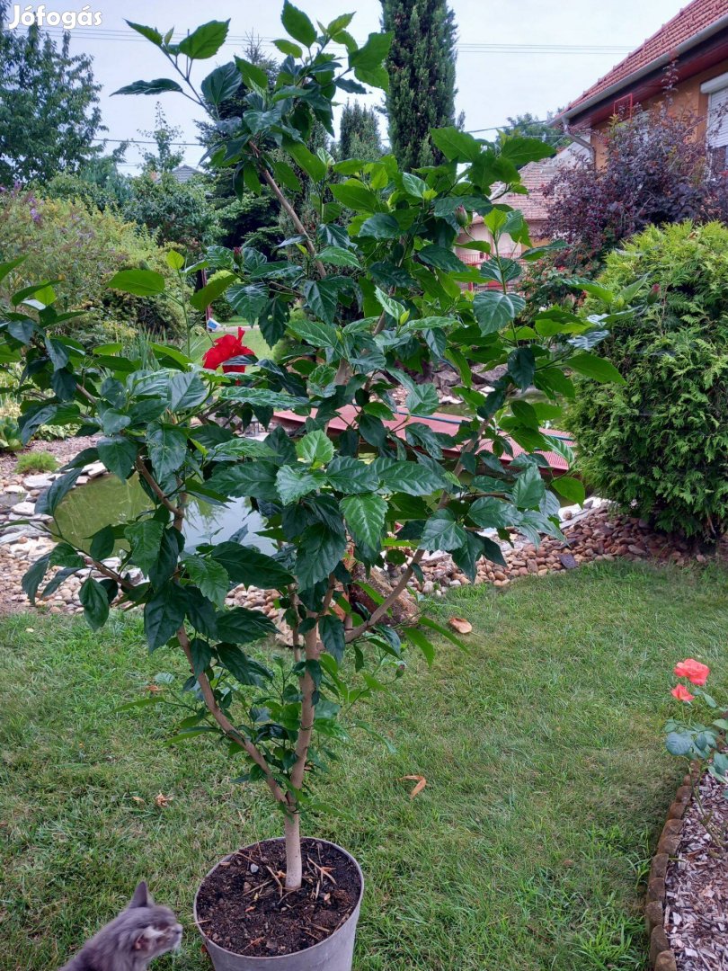 Még mindig virágzó hatalmas hibiszkusz fa bokor 180cm