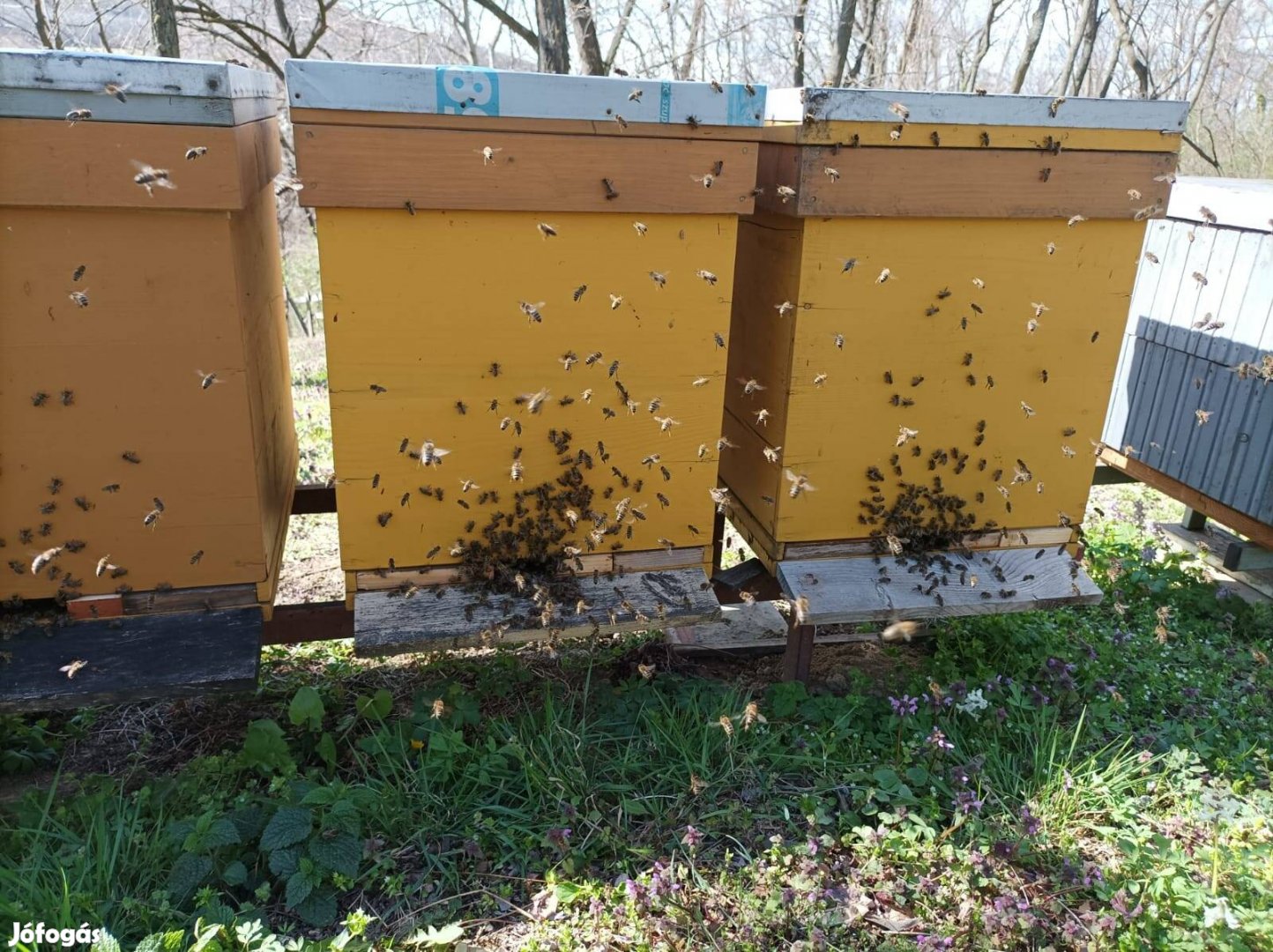 Méh Családok Méhek