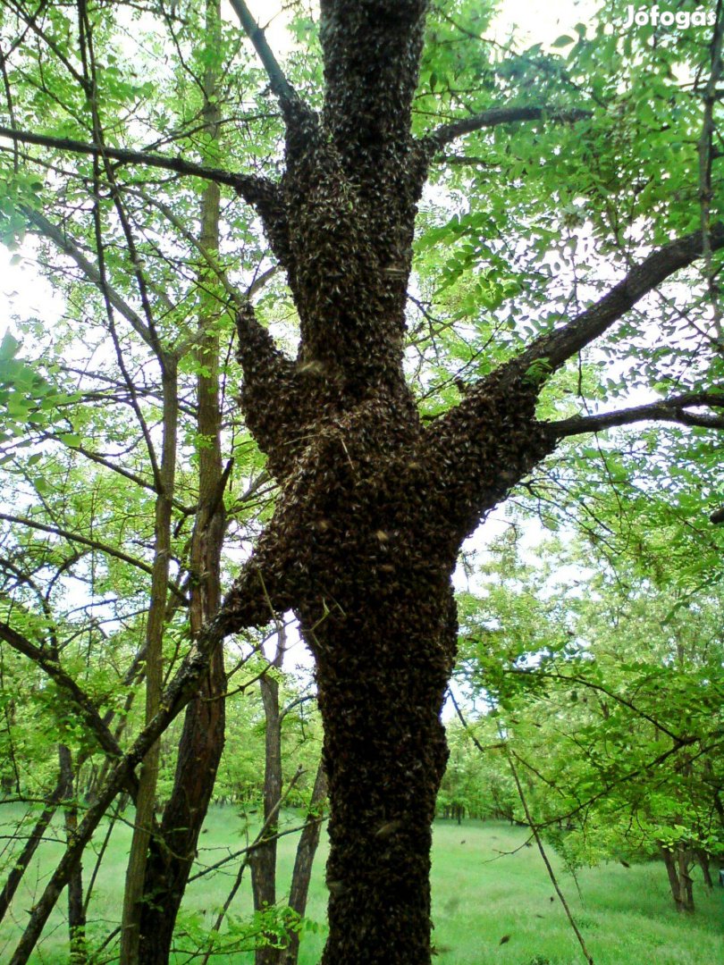 Méh Méhek Rajok Eladók
