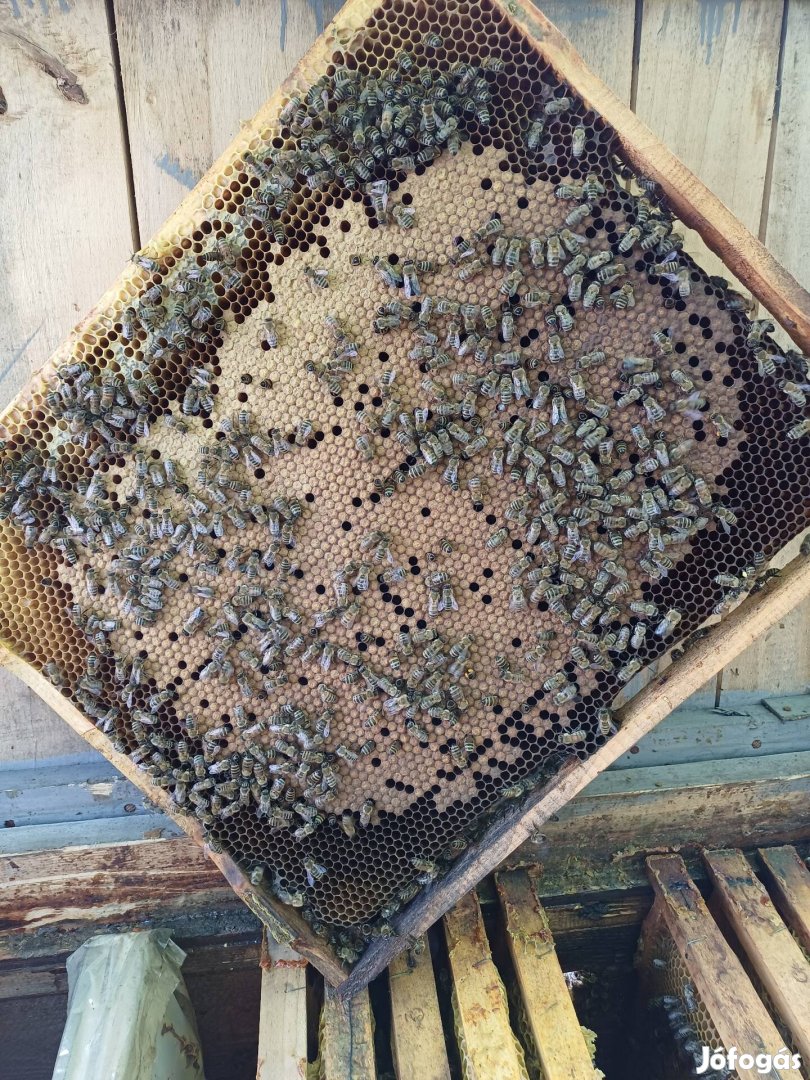 Méh NB méhek méhcsalád 