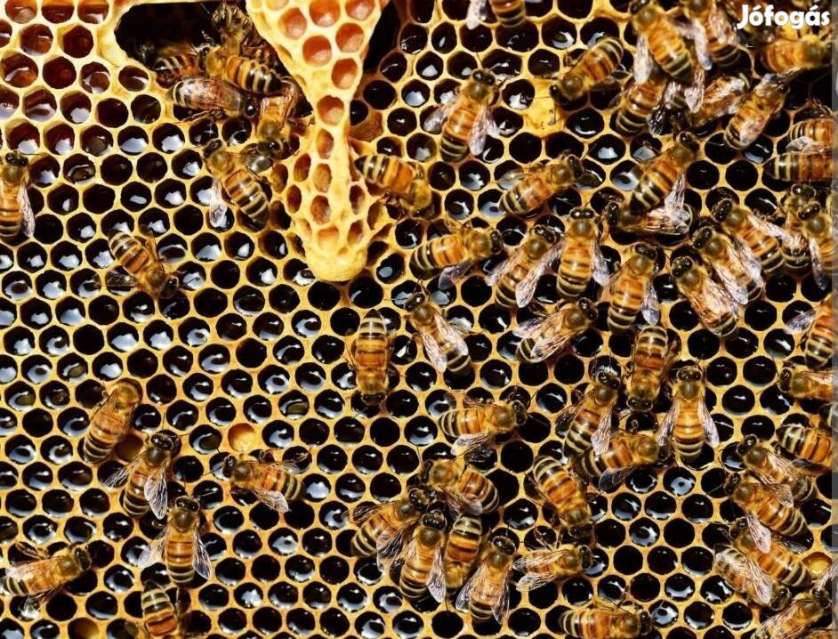 Méh családok