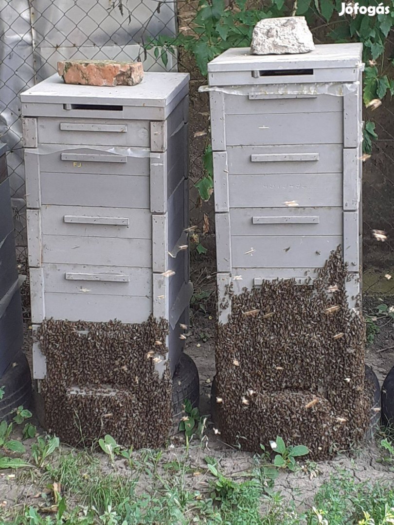 Méh családok eladók