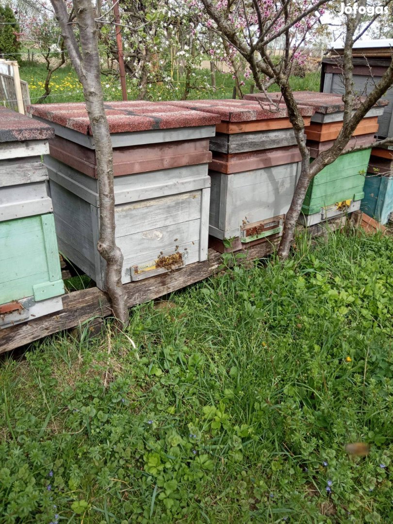 Méh családok eladók!