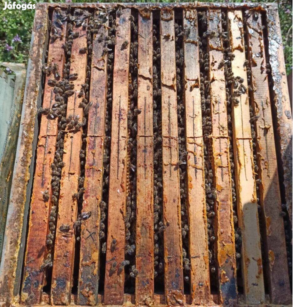 Méhcsalád - NB-KB 10 kereten