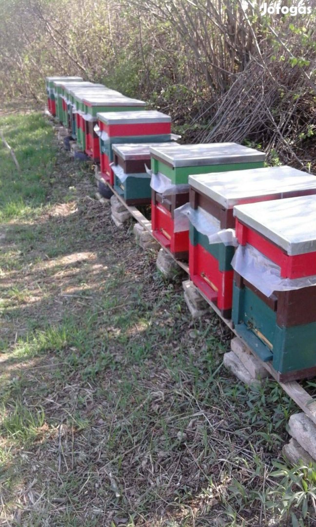 Méhcsalád, méhcsaládok, kölyök családok eladóak