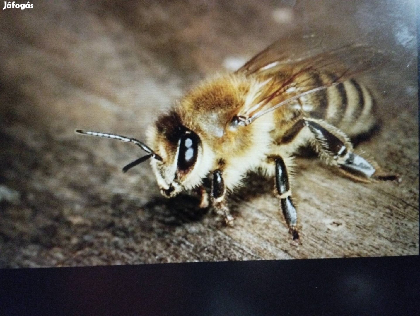 Méhcsalád bocanádi