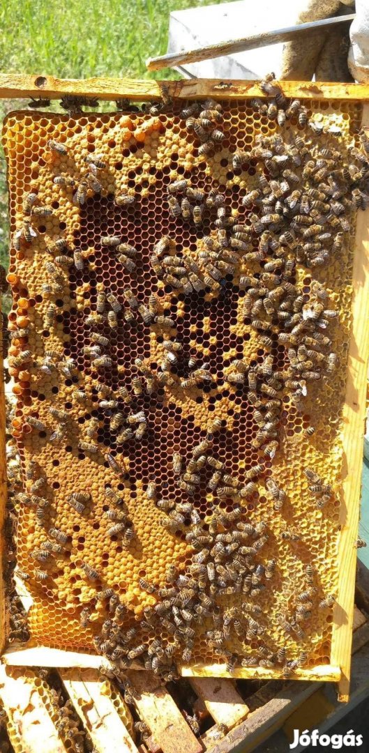 Méhcsalád eladó