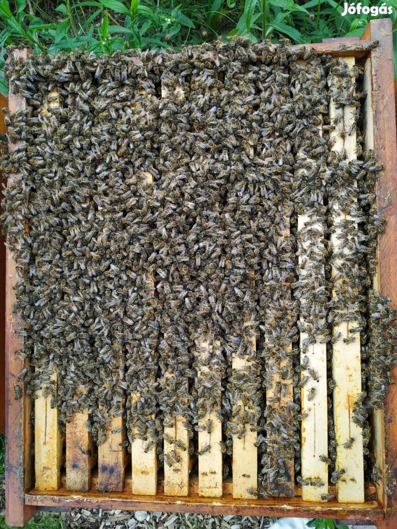Méhcsalád hunor kereten