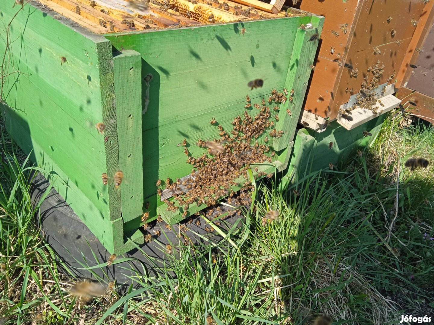 Méhcsaládok Hunor kereten