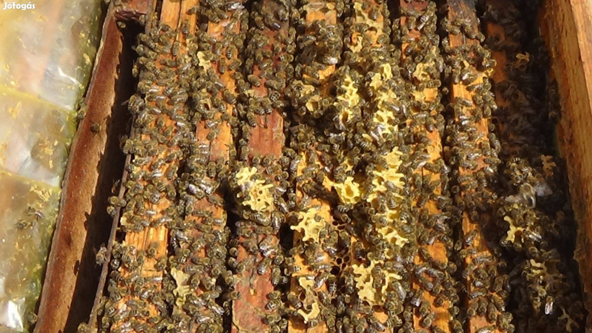 Méhcsaládok NB kereten Nyírbátorban eladó