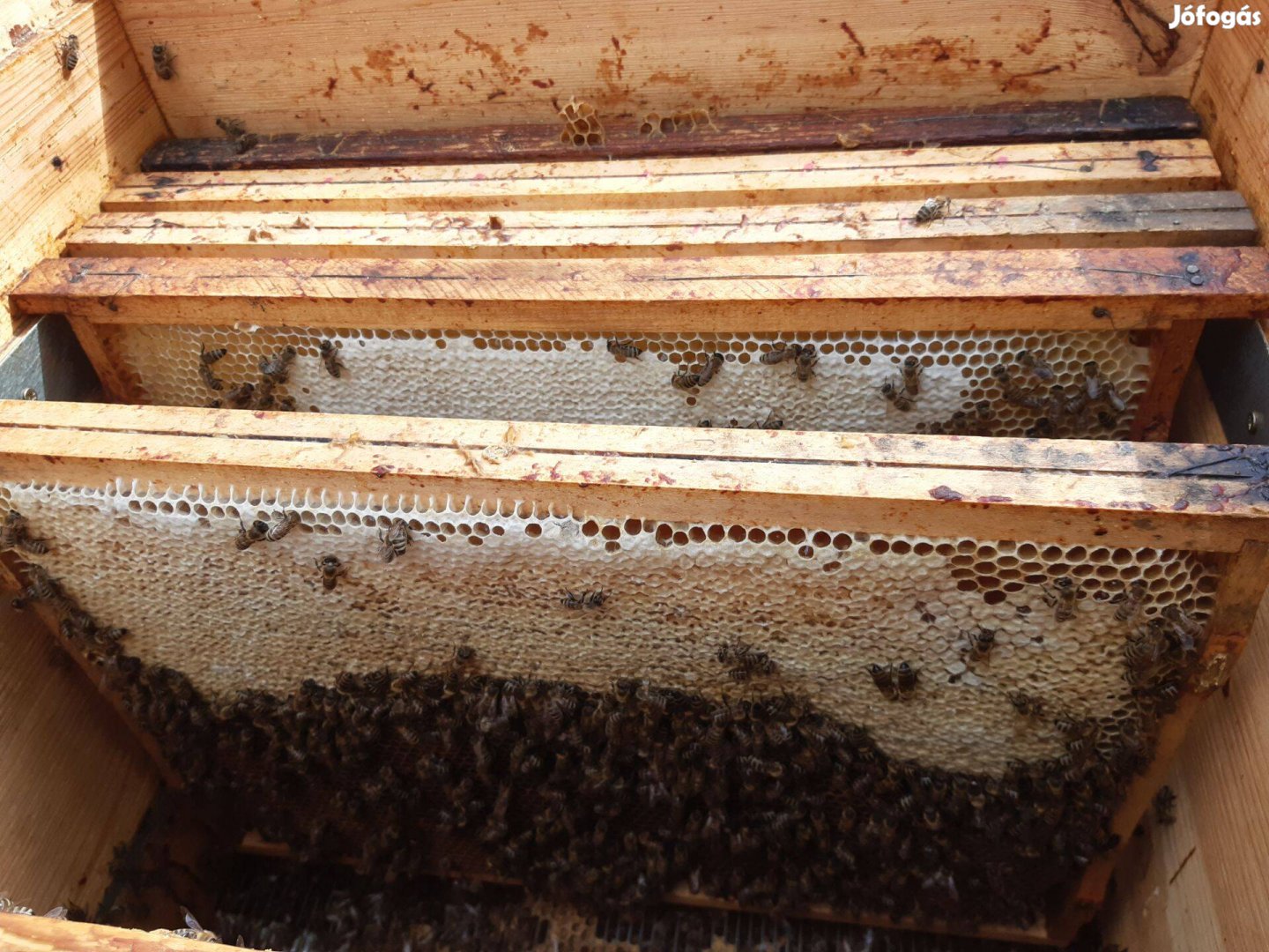 Méhcsaládok, méhcsalád, méh eladó