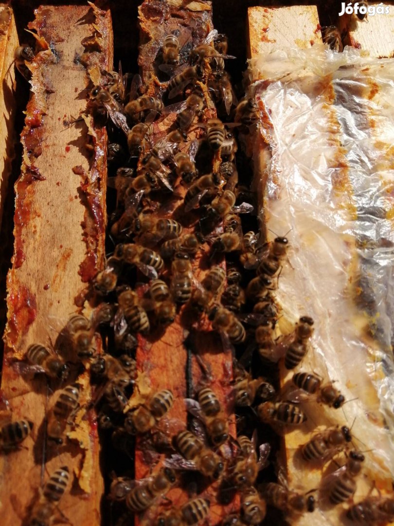 Méhcsaládok  méhcsalád méh méhek eladó 40.000 erősek