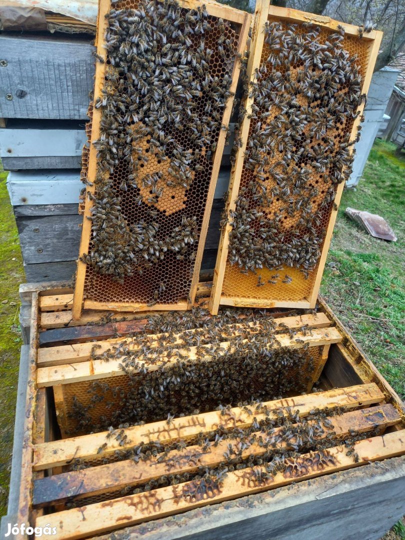 Méhcsaládok eladók