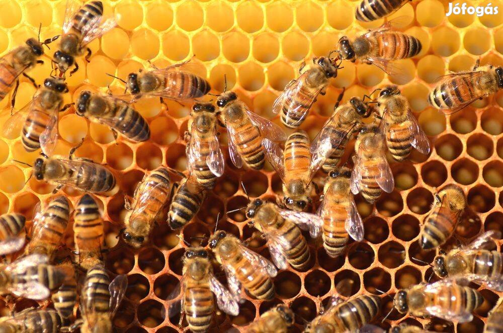 Méhcsaládok eladók