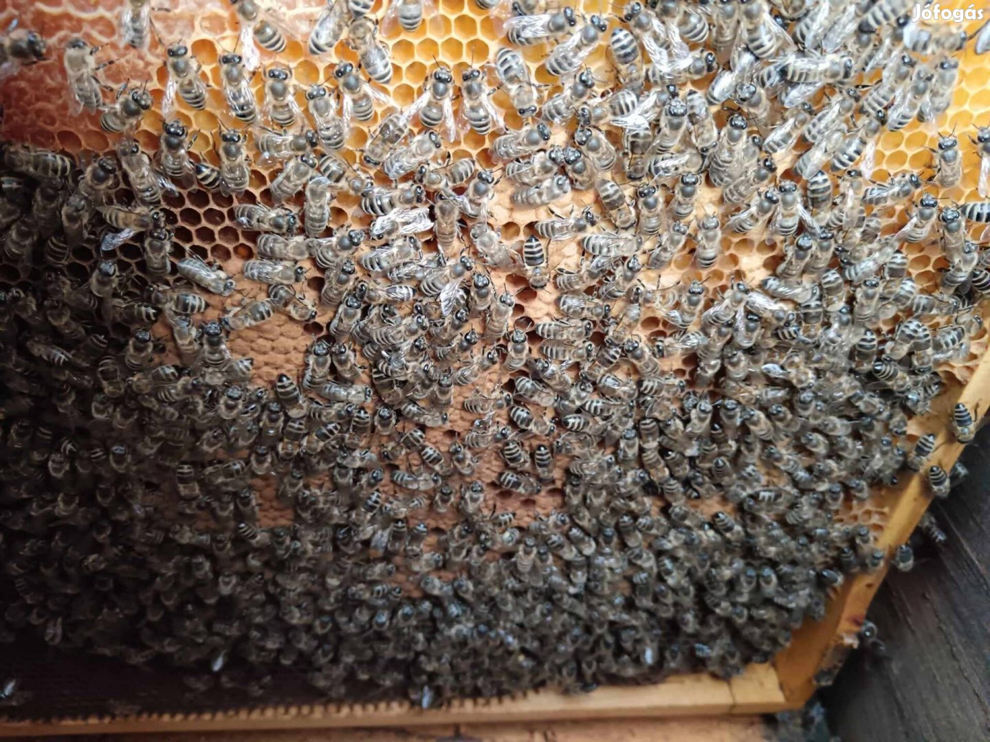 Méhcsaládok eladók Kelemérben