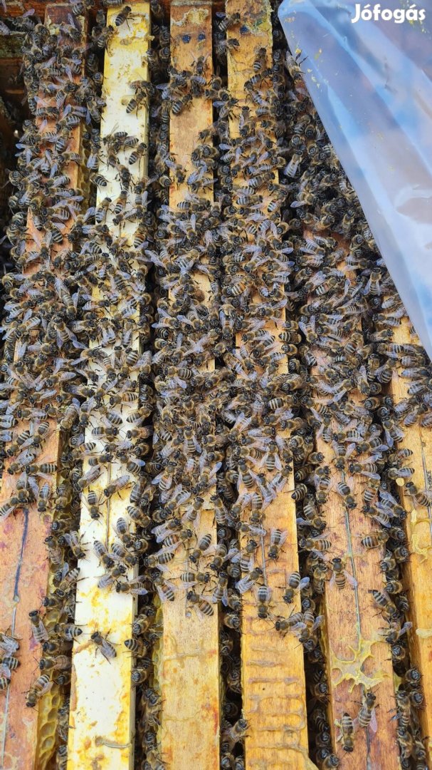 Méhcsaládok máshol gyüjtögetnének 